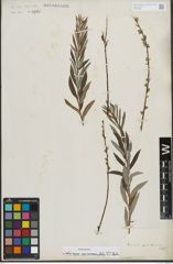 Foto von Salix repens subsp. rosmarinifolia (L.) Andersson